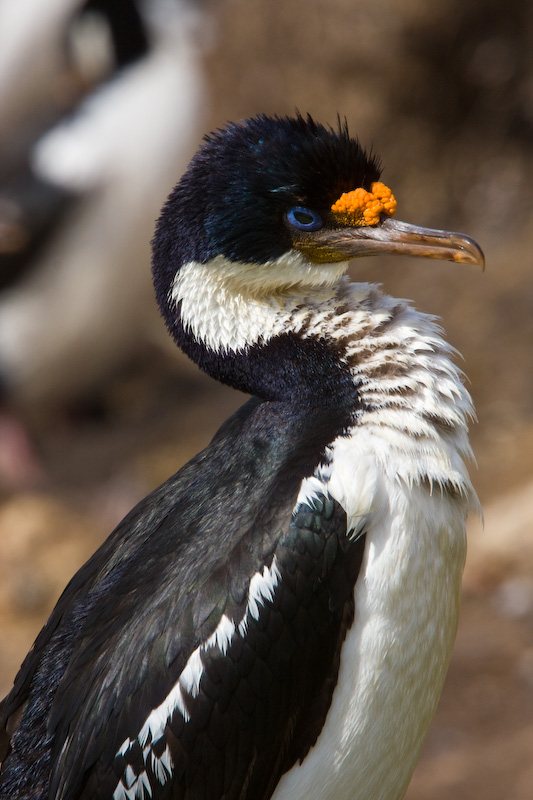 Imperial Cormorant